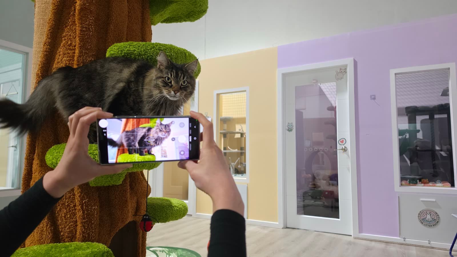 Snapping a daily photo update of a resident cat at Neko Cat Hotel