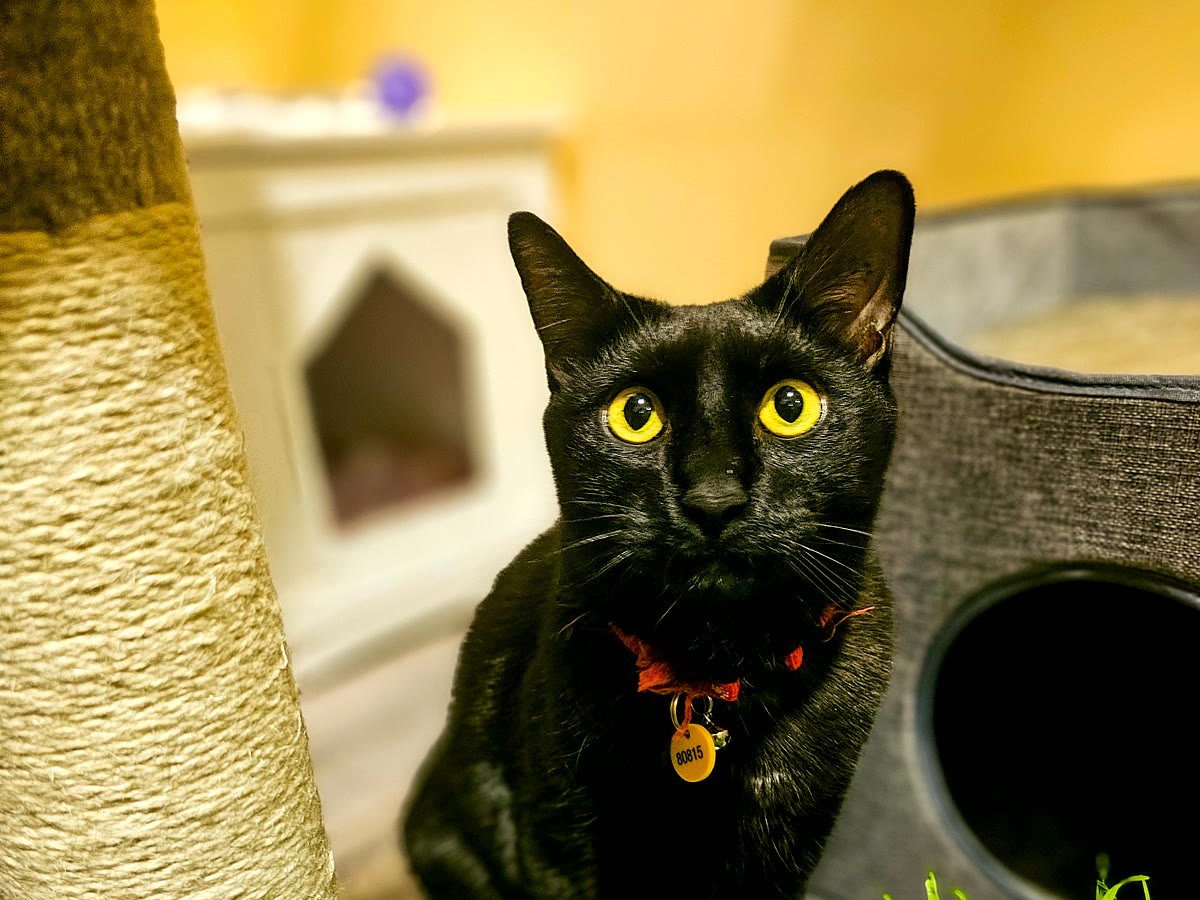 Exploring the cat tree