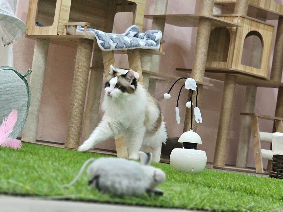Guest cat chasing toys at Neko Cat Hotel