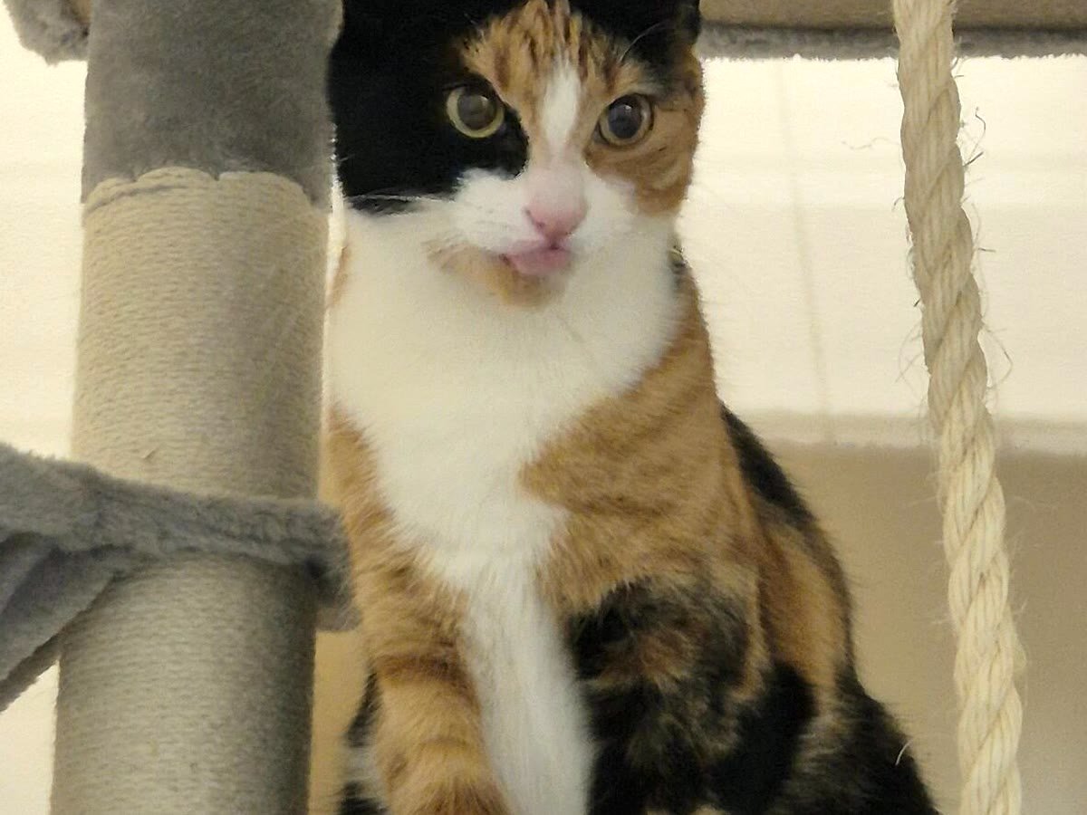 Guest cat perched up high at Neko Cat Hotel
