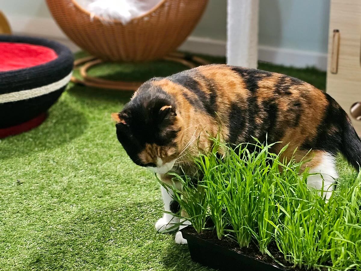 Guest cat snacking on cat grass at Neko Cat Hotel