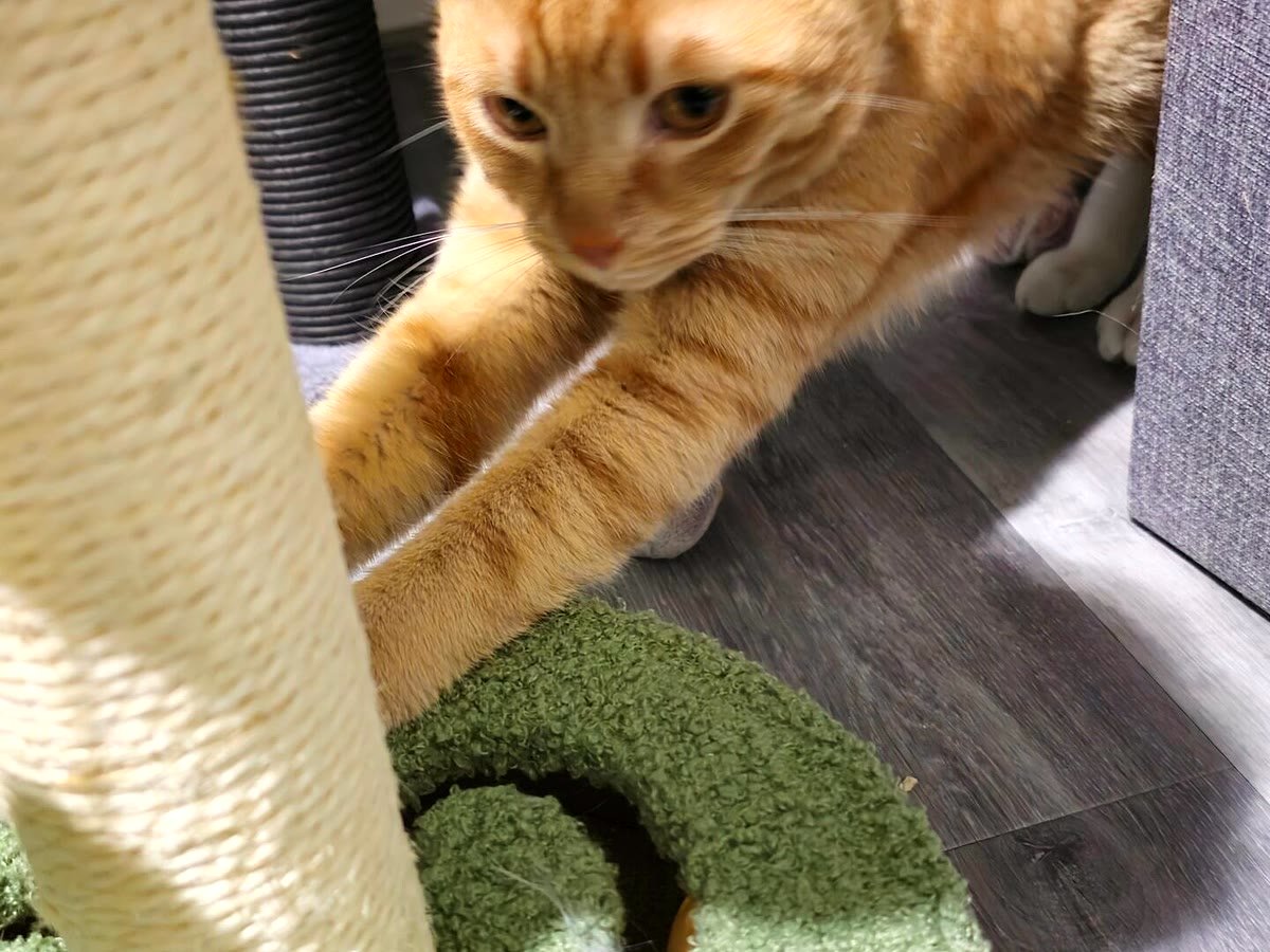 Guest cat feeling playful at Neko Cat Hotel