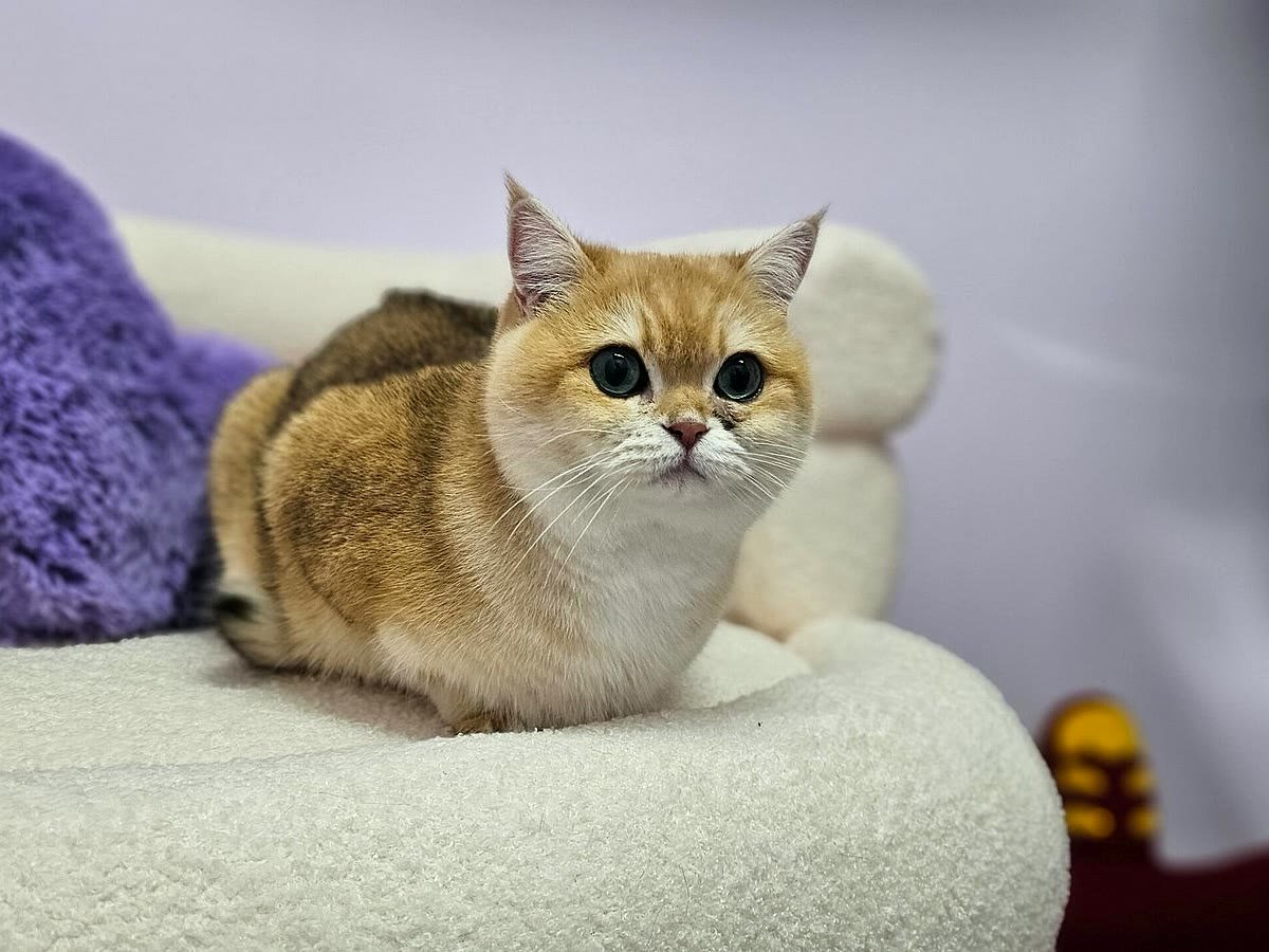 Guest cat settling in nicely at Neko Cat Hotel