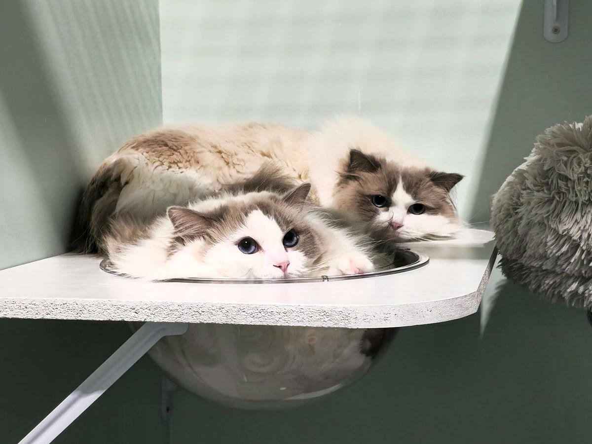 Two guest cats getting comfy at Neko Cat Hotel