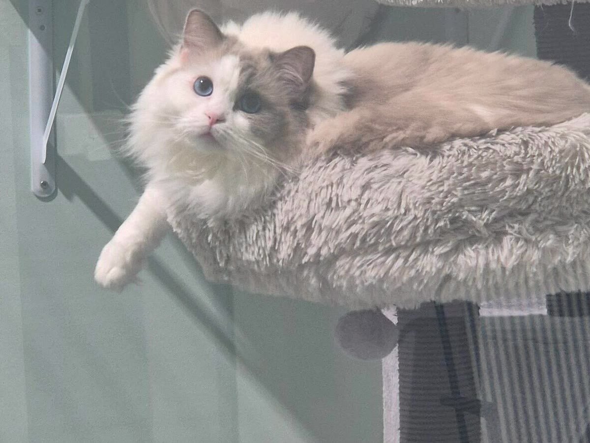 Guest cat perched and relaxed at Neko Cat Hotel
