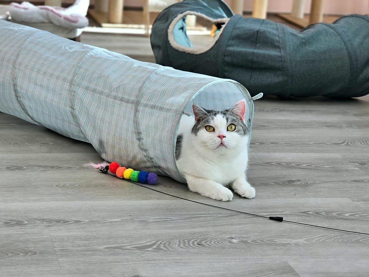 Guest cat in the play tunnel at Neko Cat Hotel
