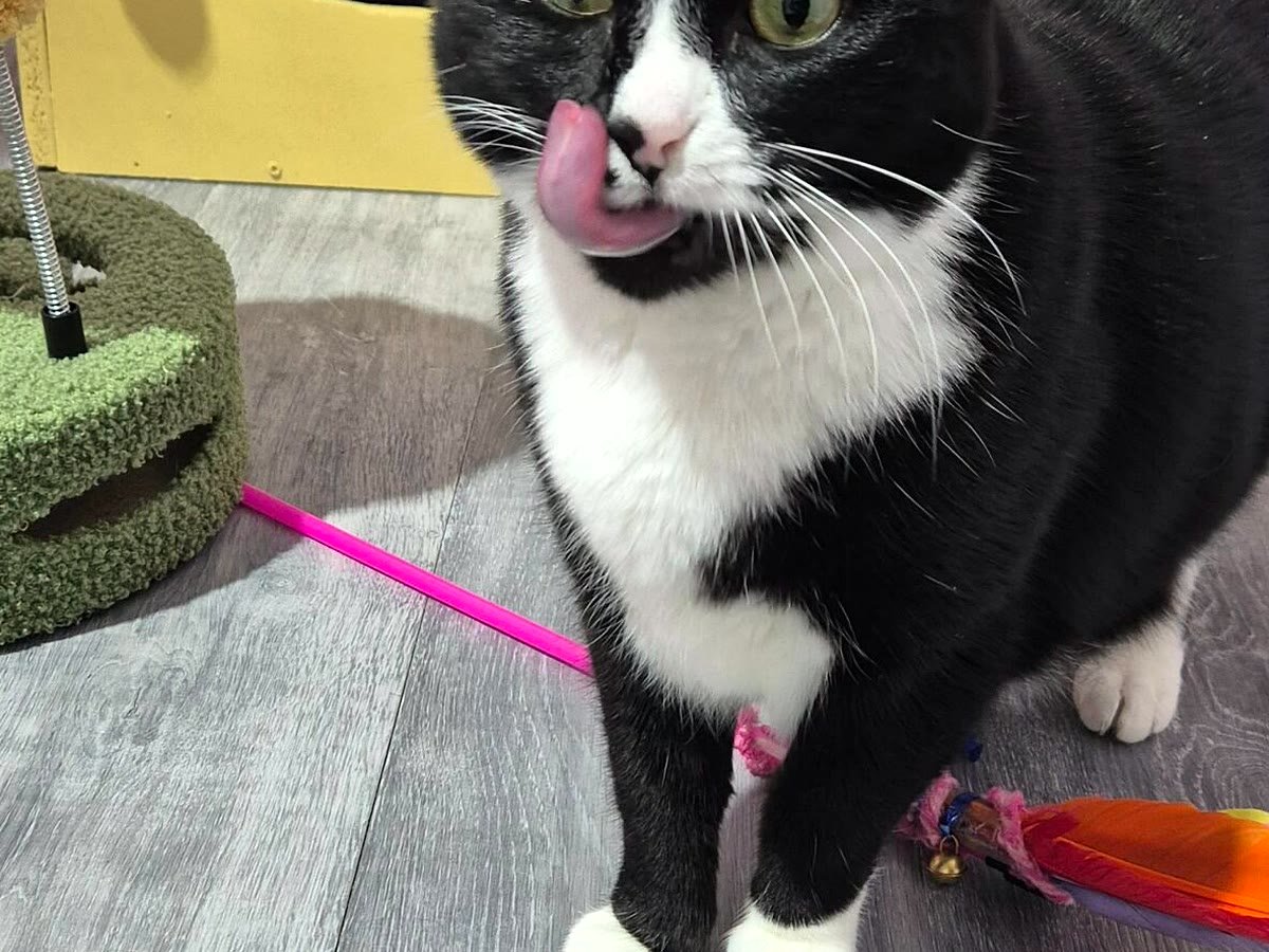 Guest tuxedo cat at Neko Cat Hotel