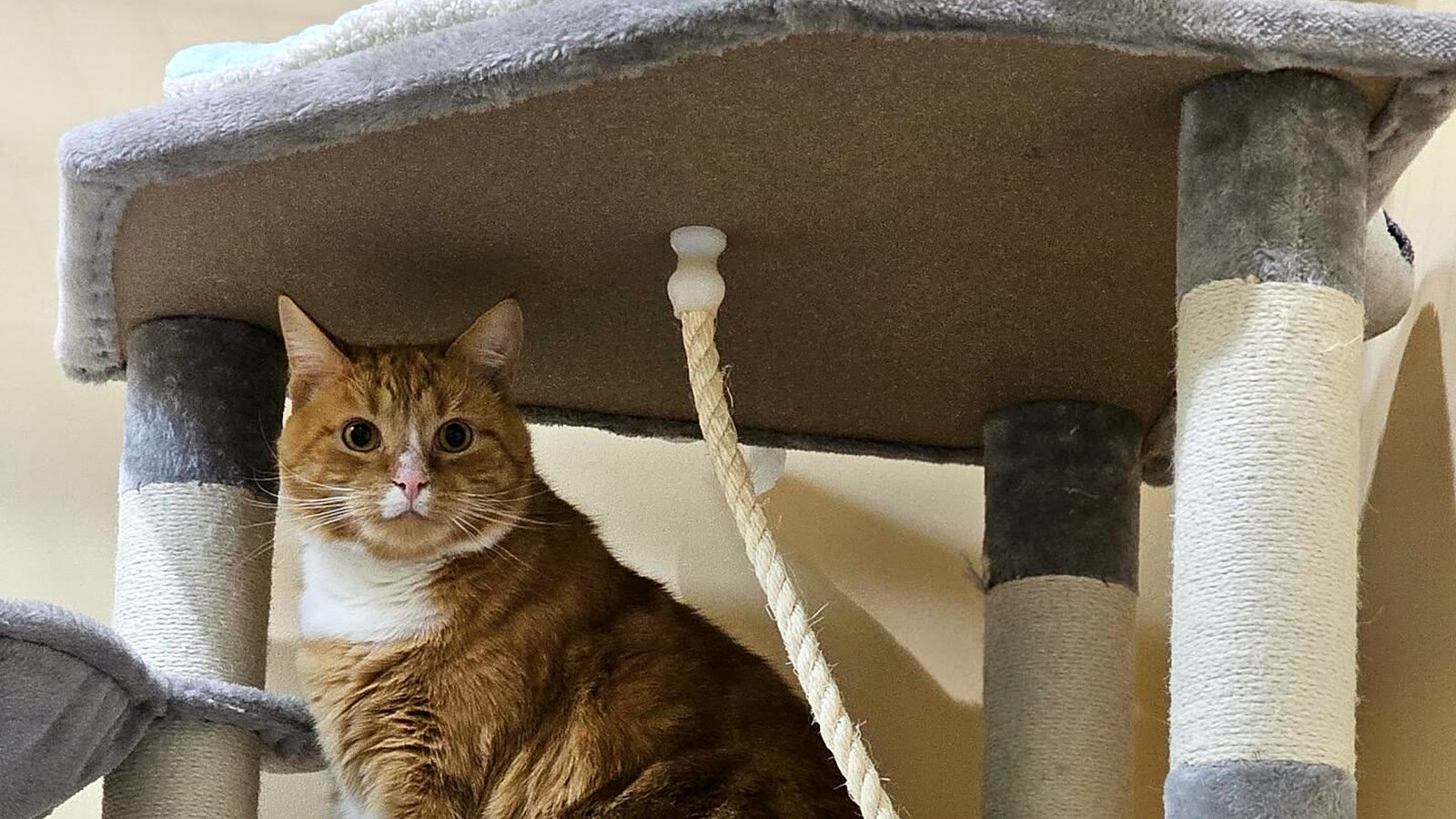 Cat tree detail