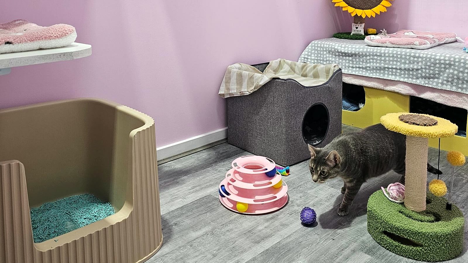 Deluxe Villa — with resident cat at Neko Cat Hotel