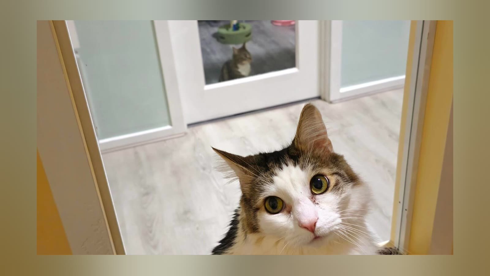 VIP Room — with resident cat at Neko Cat Hotel